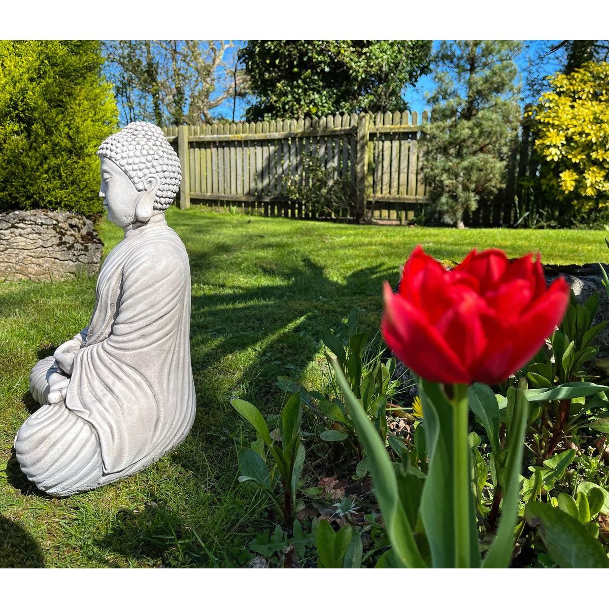 Statue of a meditating Buddha in a serene garden, beside a vibrant red tulip. The garden is enclosed by a wooden fence and surrounded by lush greenery.